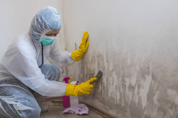 Mold Removal and Inspection in Madison, FL