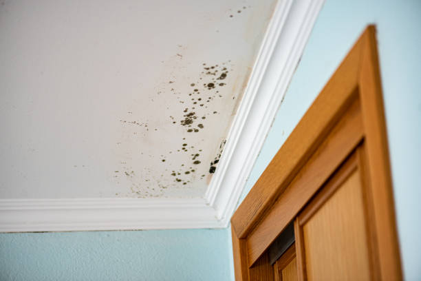 Best Office Mold Removal Services  in Madison, FL
