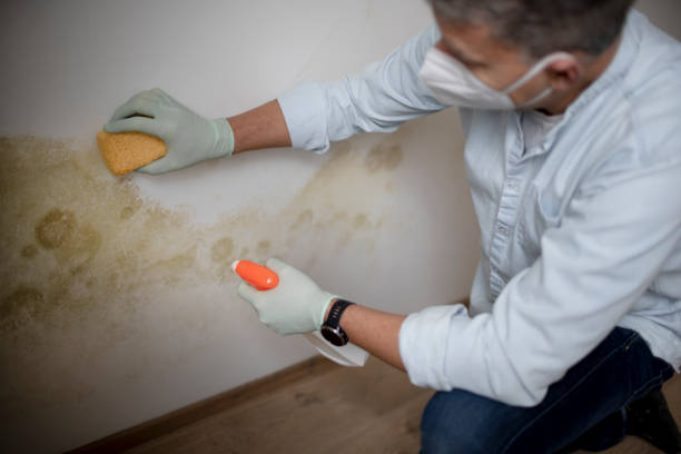 Best Black Mold Removal  in Madison, FL